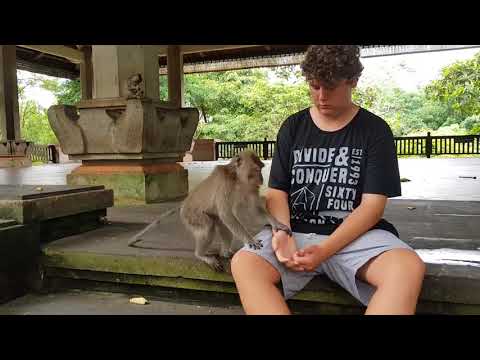 monkey bite
