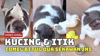 VIDEO KUCING GEMUK YANG PEMALAS DAN ITIK