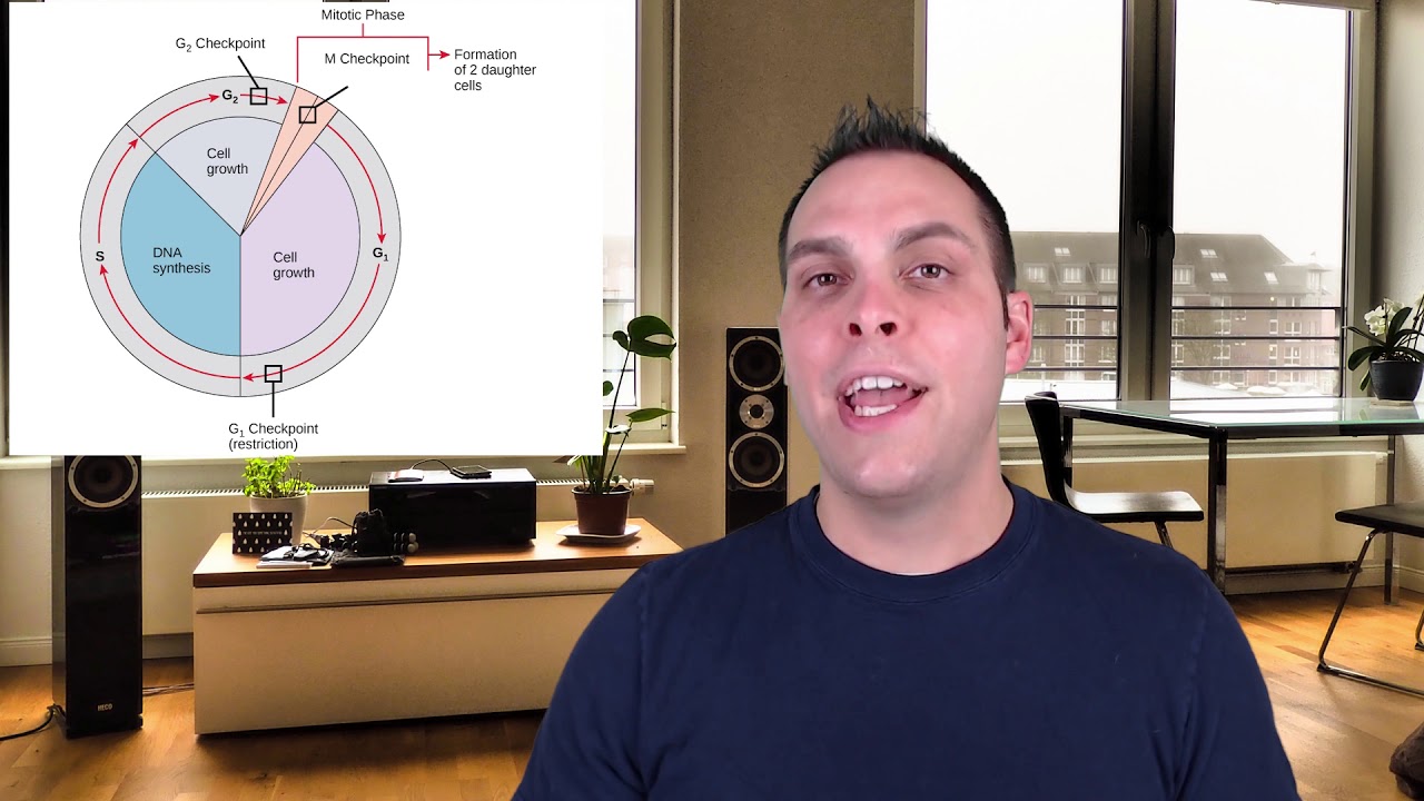 The Cell Cycle