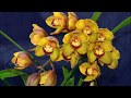 5 orquideas faciles de cultivar