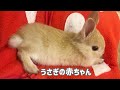 うさぎの赤ちゃん育ててみました。I tried raising a baby rabbit.