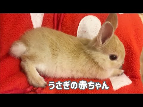 うさぎの赤ちゃん育ててみました。I tried raising a baby