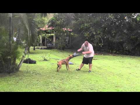 Vídeo: Com Entrenar Un Gatet Per Munyir