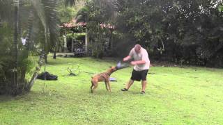 Como Entrenar Un Perro De Ataque