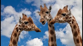 The Majestic Life of a Giraffe by Wildlife Revisits 141 views 3 months ago 2 minutes, 41 seconds