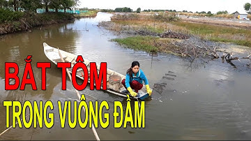 TRONGKHAVLOG bắt tôm trong lú bát quái trong vuông đầm nuôi tôm miền tây cà mau