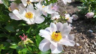 I Visited Ann Arbor's Peony Garden! W.E. Upjohn Peony Garden in Nichols Arboretum