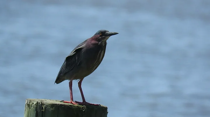 Green Heron visiting our dock - MVI 5527