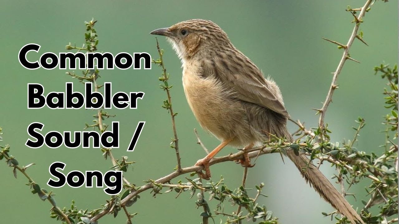 Common Babbler Sound - Common Babbler Song - Common Babbler Calls