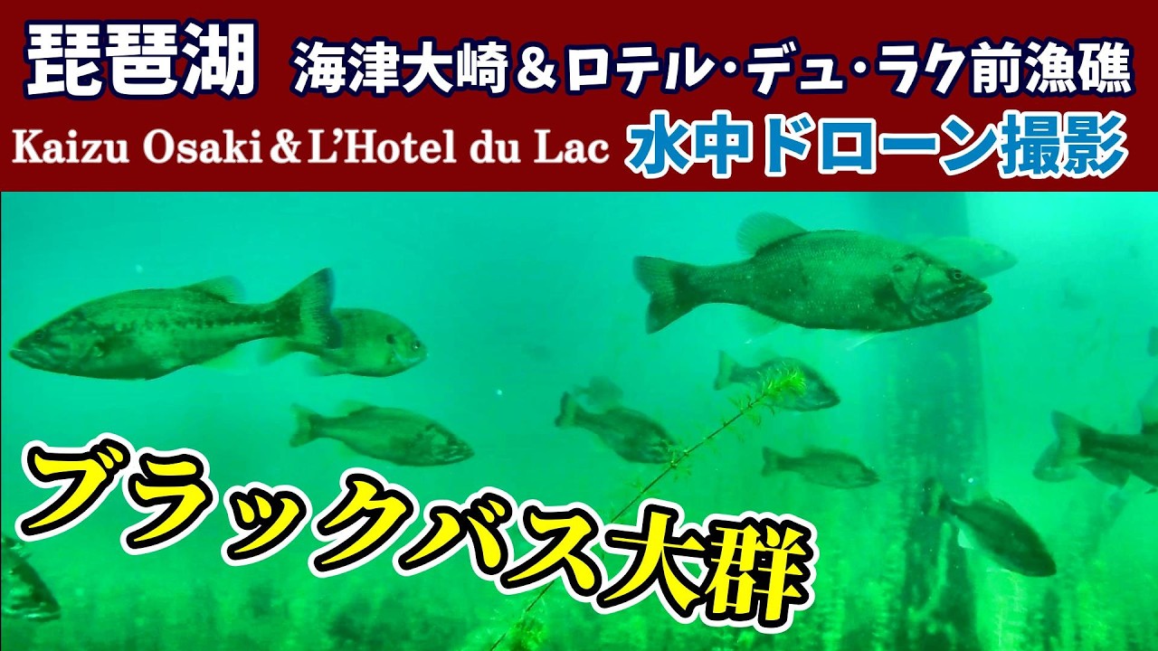 海津大崎＆ロテル･デュ･ラク前漁礁 ～バス大群＆鯉＆？～【琵琶湖×水中ドローン】