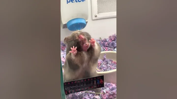 Hamster is going a little kooky