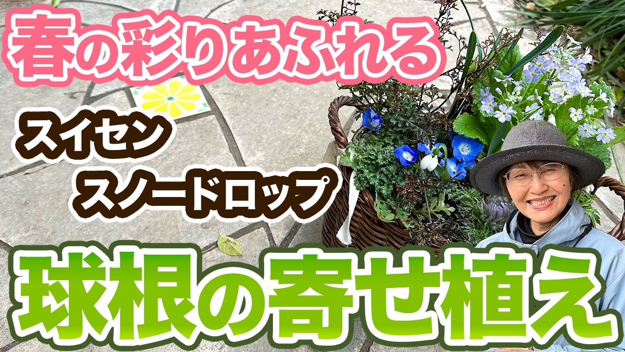 球根の寄せ植え|春におすすめのお花の組み合わせをプロが解説します!!【スノードロップ】【スイセンペーパーホワイト】【ネモフィラ】