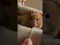 #hamster #chubbyhamster #shorts  #hamstereating #cute #funny #pet #hamsterasmr #shorts #viral