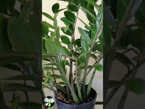 Video: ¿Por qué las hojas del árbol del dólar se vuelven amarillas? Zamioculcas: el lugar de nacimiento de la planta, los secretos del cuidado