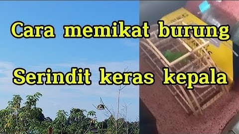 Cara memikat burung serindit keras kepala