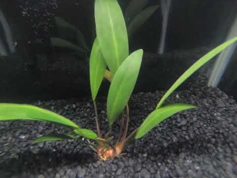 Anubias Lanceolata