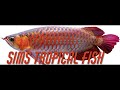 Sims Tropical Fish - Striped Barb