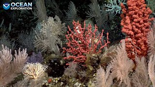 EX2304 Dive 07 Uliaga Mound July 23 2023