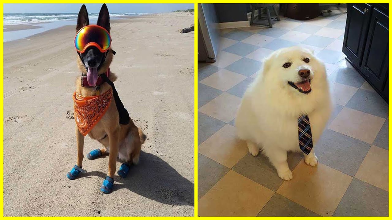 Dogs Who Have Real Jobs YouTube