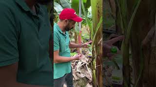 Örtü Altı Muz Üretiminde Yaprak Bitleri Ile Biyolojik Mücadele. Ücadele