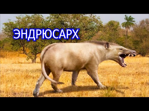Эндрюсарх. Крупнейший хищный зверь в истории, с копытами вместо когтей. Вымершие животные.