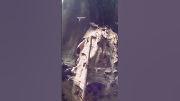 Ong rừng đông bắc | tổ ong rế ngoài tự nhiên #shorts #ongrung