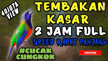 TEMBAKAN ISTIMEWA CUCAK CUNGKOK || KASAR RAPAT PANJANG SUARA JERNIH || MATERI MEWAH UNTUK LOMBA