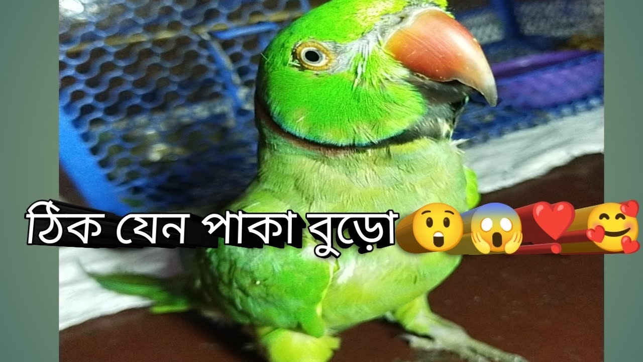 কত‌ কথা বলে! ringneck parrot talking too much!इस तोता कीतना