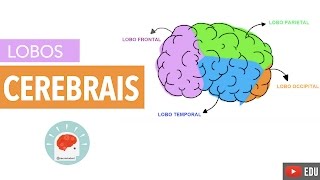 Sistema Nervoso: Lobos Cerebrais com Neurostudent  | Anatomia e etc