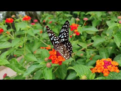 Nesare um nesam ninaikkayil | Tpm tamil song 480 | Short covered