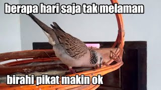 suara pikat tekukur ampuh sangat cocok untuk berburu tekukur liar