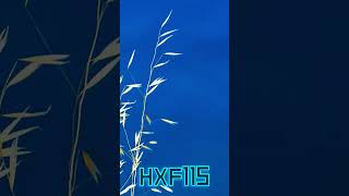 HXF115 music