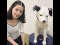 「NIPPER -His Master's Voice- 」Read aloud picture book [English version] Amy Urick/ユーリック永扇（えいみ）