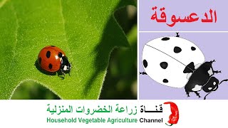 حشرة الدعسوقة ذات الرداء الاحمر.. صائدة الحشرات | Ladybug or ladybird