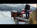 Doc Hammill with Suffolk mares on a horse-drawn bale mover wagon