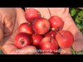 Съедобны ли плоды декоративной яблони Роялти? Дегустация в питомнике растений.