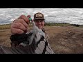 We SHOT a BANDED RACING PIGEON!