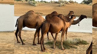 Camel farming For Milk & Qurbani 2024 | Camel New Price in Pakistan