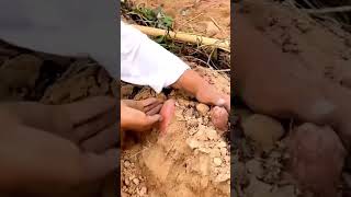 Alat Sederhana Untuk Mempermudah Menggali Ubi Jalar Yang Sangat Memuaskan #shrots #farming