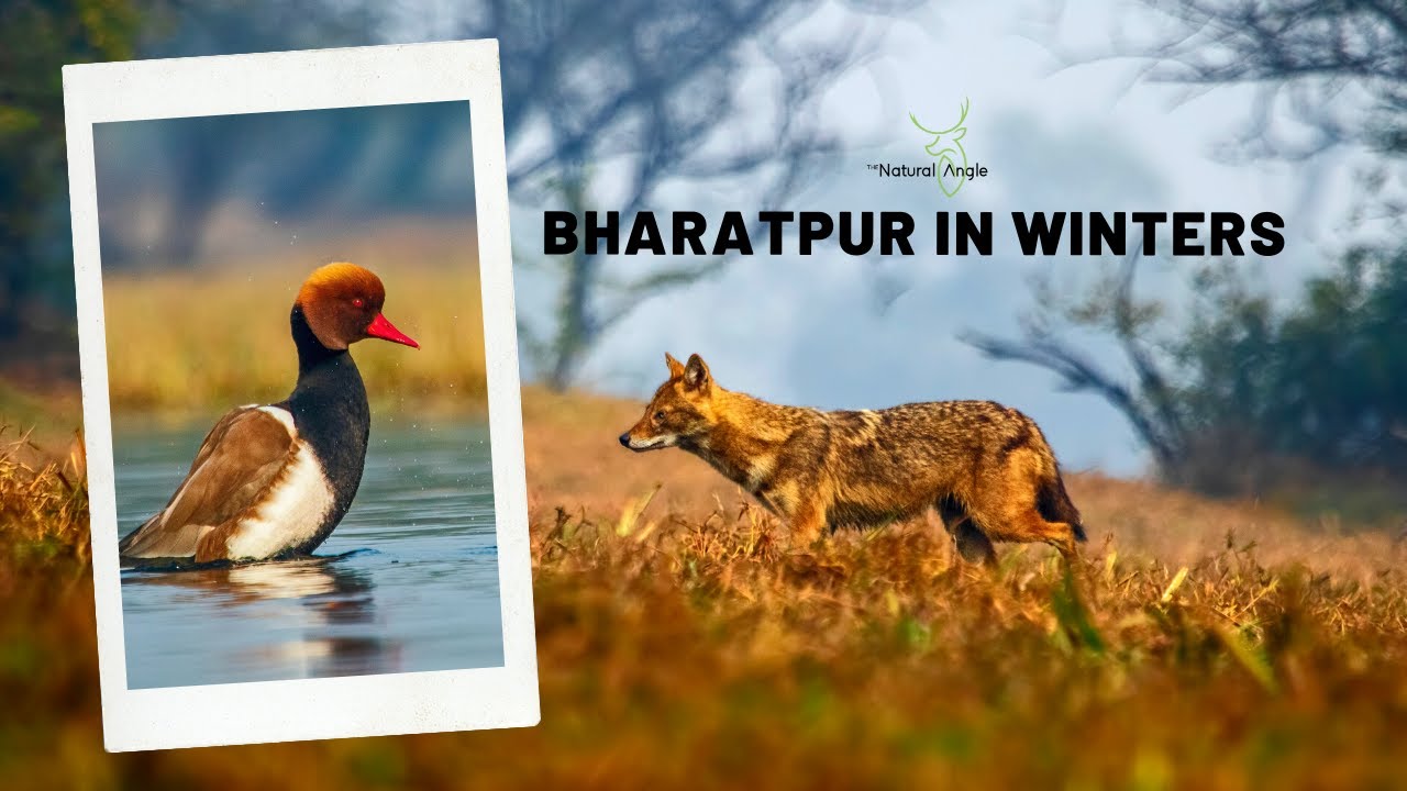 Bird photography in Keoladeo national park - Ep - 3