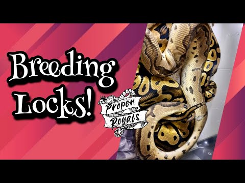 Ball Python breeding lock in two pairings!!