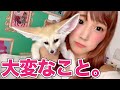 【フェネック】飼って大変なこと！