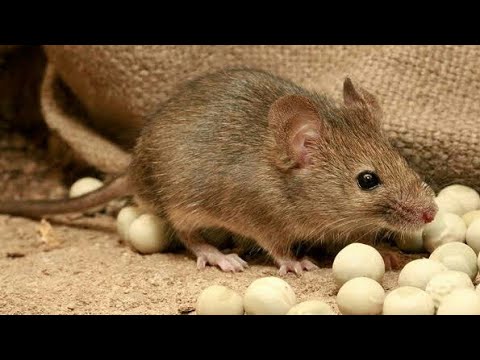 Rüyada Fare Görmek
