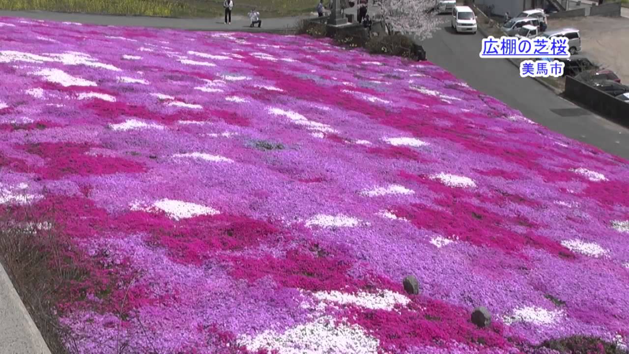 広棚の芝桜 Youtube 広棚の芝桜 Youtube