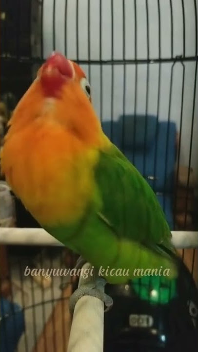 Penerus Lovebird Kusumo Legenda Juara/Lovebird Konslet Dari Banyuwangi#shorts