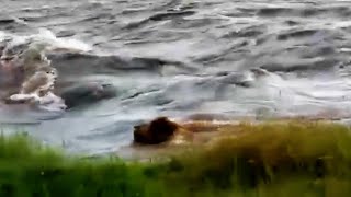Male Lion Gets Swept Away By Floods But Fights Back