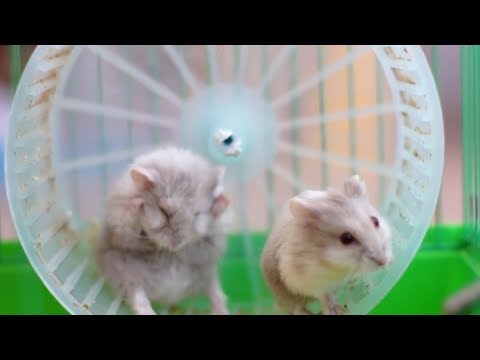 Video: Prijelomi U Hrčcima