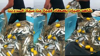 شاهد صياد يصطاد كمية مهمة من سمك السردين A fisherman catches a quantity of sardines