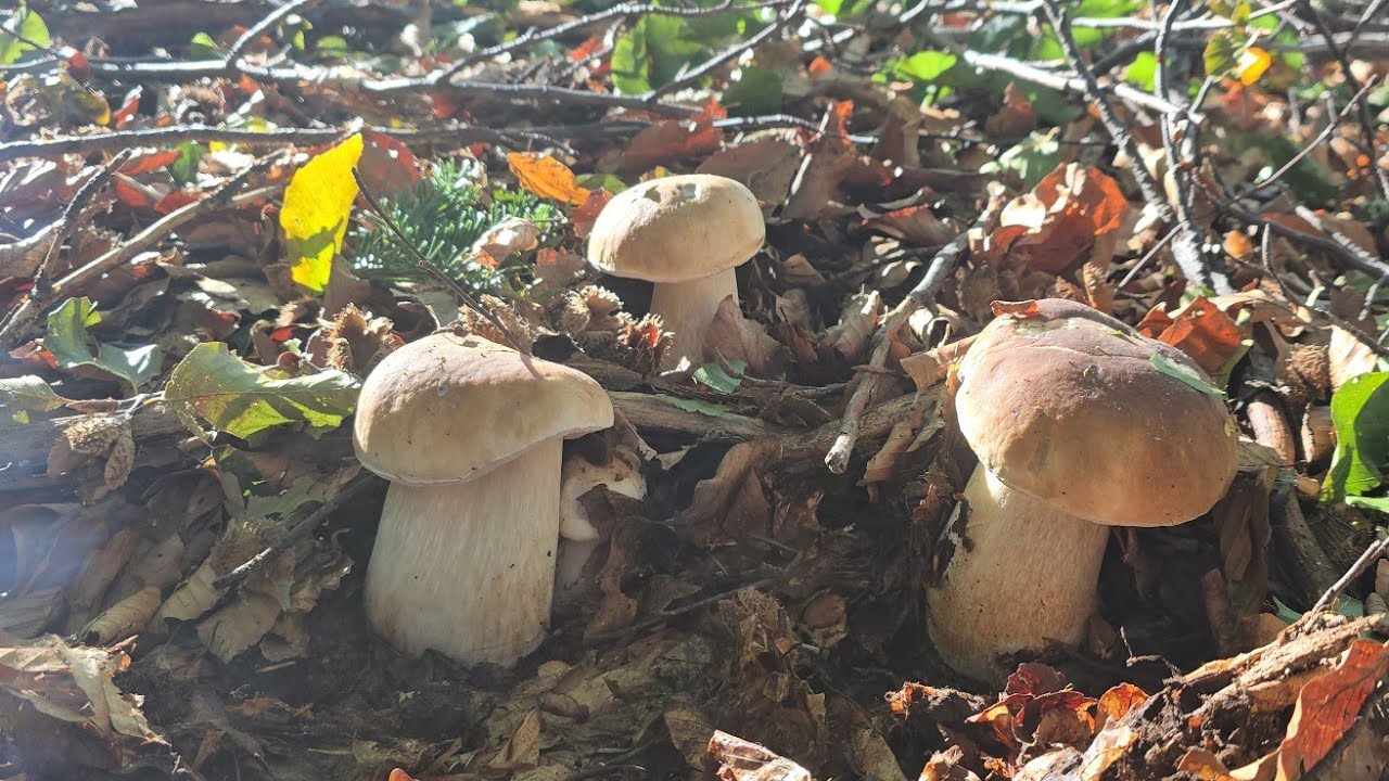 FUNGHI PORCINI | Funghi meravigliosi! Foresta magica!