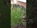 Garlic chives have flowers almost in bloom